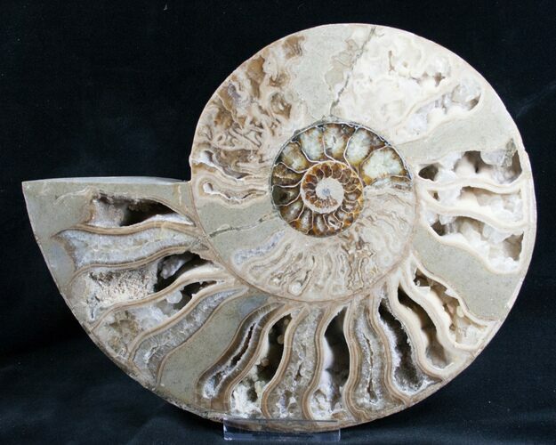 Beautiful Choffaticeras Ammonite - Half #7577